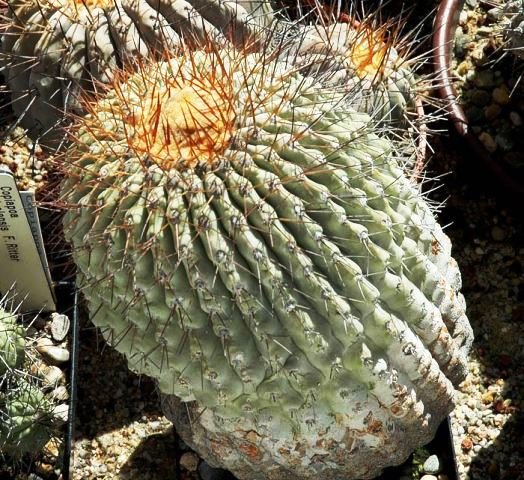 Copiapoa_haseltoniana_1